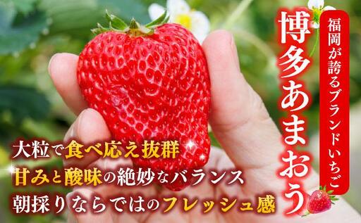 【先行予約】農家直送 朝採り新鮮いちご 博多あまおう 約540g（約270g×2パック）（2026年2月上旬より発送）