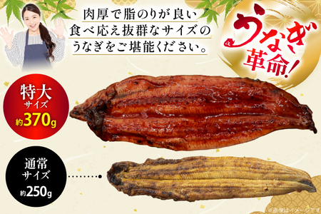 うなぎ 蒲焼 特大サイズ 肉厚 約 1.1kg 3尾 タレ・山椒付 茶葉蒸し [大黒物産 福岡県 宇美町 um40bak830001] 鰻 ウナギ 小分け うなぎ蒲焼 鰻蒲焼き 訳あり 蒲焼き かば焼き 茶葉蒸しうなぎ 真空パック 個包装 冷凍 unagi