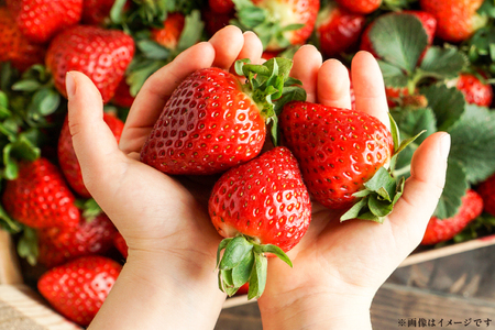 いちご あまおう 250g× 4パック 4月発送 いちご [um40beq650003]