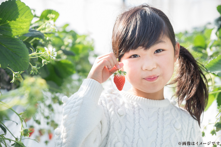 いちご あまおう 250g× 4パック 4月発送 いちご [um40beq650003]