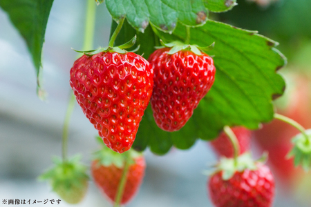 いちご あまおう 250g× 4パック 4月発送 いちご [um40beq650003]