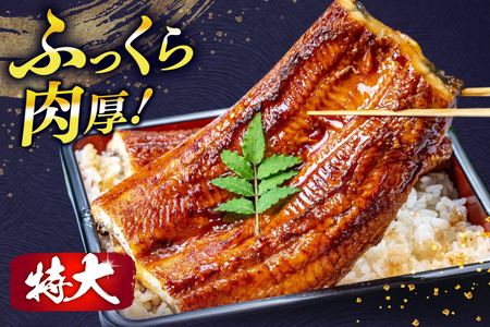 うなぎ 蒲焼 特大 3尾 定期便 3回 うなぎ [um40bak830015]