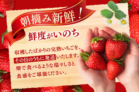 あまおう いちご 約250g×4P 3月上旬 4月下旬 [一千也フーズ 福岡県 宇美町 um40azp140005] 