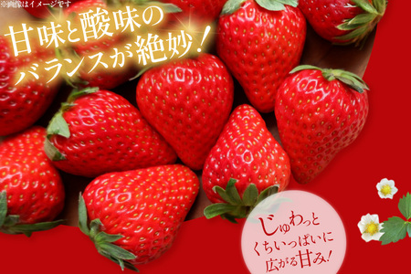 【期間限定発送】 いちご 定期便 あまおう 3パック 3回 総計9パック [THE FARM_strawberry 福岡県 宇美町 um40azo780004]