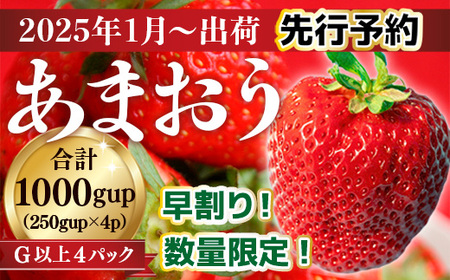 福岡県産 あまおうG以上 1000g 4パック 先行予約 2023年12月1日～12月