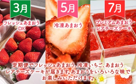 いちご 定期便 贅沢セット フレッシュ & 冷凍 & レアチーズケーキ いちご [um40azo780009]