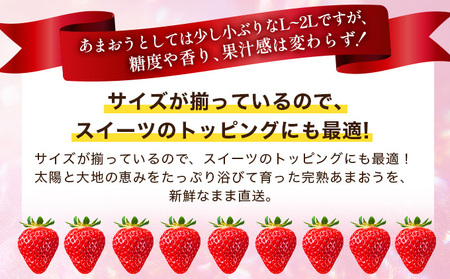 【ふるなびWEEK対象】福岡県産 特別栽培 あまおう L~2Lサイズ(少し小ぶりサイズ)約1140g(約285g×4パック)【2~4月発送】 農園直送 アフター保証 先行予約 福岡産 送料無料 ケーキ ギフト お祝い 限定 季節限定 UN004 FN-Limited-PR