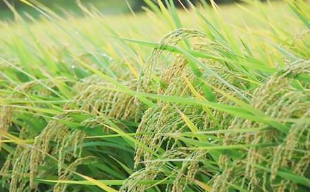 【令和5年産】伊藤農園の特別栽培米コシヒカリ・ゆめぴりかセット　精米（各5ｋｇ）