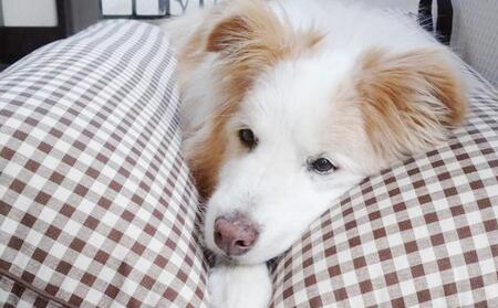 ペット（犬向け）用介護クッション「RAKU2」 スモーキーベージュ Mサイズ ｜ ペット ペット ペット ペット ペット 