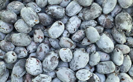 アンテナショップPiPaセレクト 美唄産のハスカップ1.0kg（500g×2）