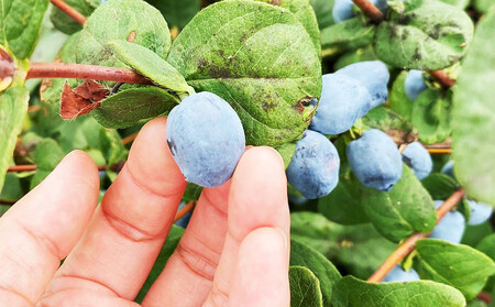 アンテナショップPiPaセレクト 美唄産のハスカップ1.0kg（500g×2）