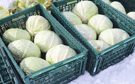 【先行予約】【数量限定】北海道産雪の下キャベツ２玉