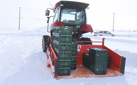 【先行予約】【数量限定】北海道産雪の下キャベツ２玉