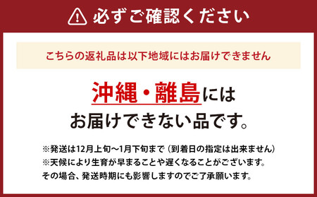 【先行予約】【数量限定】北海道産雪の下キャベツ２玉