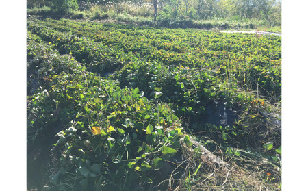 北海道産自然栽培のさつまいも1キロ【なると金時】