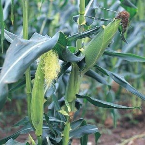 糖度16%!!美唄市産スイートコーン 15本
