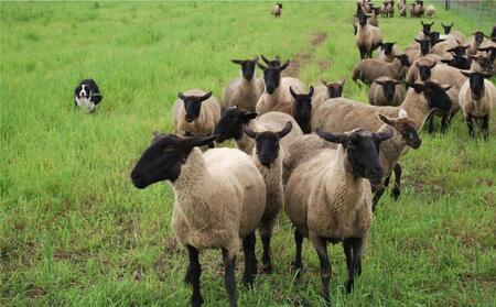 アスパラひつじのブラードブルスト