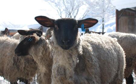 アスパラひつじのブラードブルスト