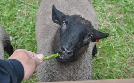 アスパラひつじのブラードブルスト