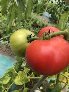 《栽培期間中》農薬・化学肥料不使用の完熟桃太郎2kg