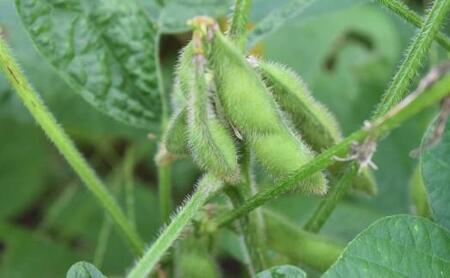 【先行予約】【バランス農法】農薬や肥料を使わずに育てた枝豆　ユキホマレ 1kg（2025年8月中旬発送予定）