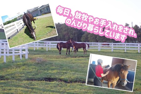 競走馬のふるさと 北海道 新ひだか町 ライディングヒルズ静内 馬 への 牧草ロール プレゼント 静内 うま サラブレッド ポニー 引退馬