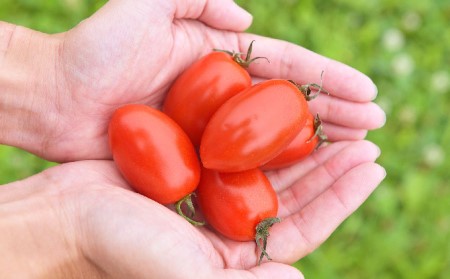 有機栽培ミニトマト アイコ のコンフィチュール2本セット 北海道新ひだか町 ふるさと納税サイト ふるなび