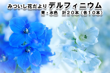 6月より発送 生花 みついし花だより デルフィニウム 青 水色 計 本 各10本 スプレータイプ 予約商品 北海道新ひだか町 ふるさと納税サイト ふるなび