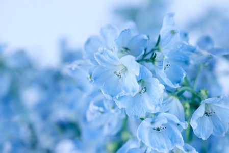 ＜ 2026年6月より発送 ＞ 生花 みついし花だより デルフィニウム 青 水色 計 20本 (各10本) スプレータイプ ＜ 予約受付 ＞