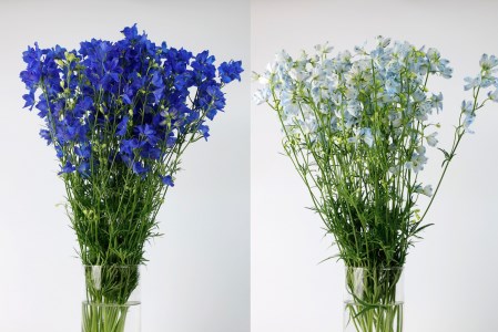 ＜ 2026年6月より発送 ＞ 生花 みついし花だより デルフィニウム 青 水色 計 20本 (各10本) スプレータイプ ＜ 予約受付 ＞