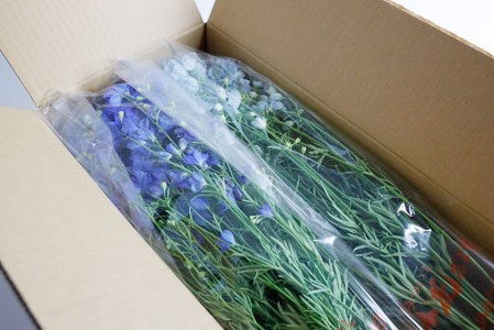 ＜ 2026年6月より発送 ＞ 生花 みついし花だより デルフィニウム 青 水色 計 20本 (各10本) スプレータイプ ＜ 予約受付 ＞