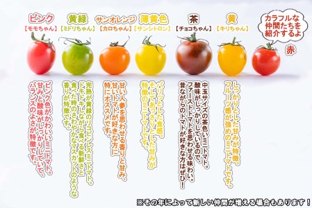 ＜ 2025年8月上旬より発送 ＞ 北海道産 カラフルトマト ミニトマト 1kg #にじいろとまと ＜ 予約商品 ＞