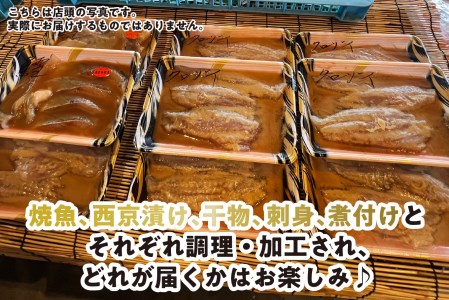 ＜定期便6回＞北海道産 旬のお魚 4~5種 お楽しみ定期便