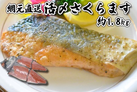 北海道産 さくらます 半身 1.8㎏