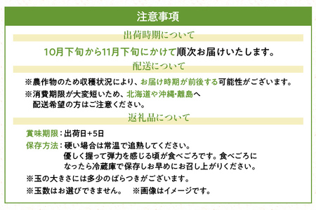 福岡県産ブランドキウイ「甘うぃ」約3kg(24-33玉)