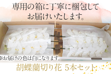 胡蝶蘭 切り花 5本 南里園芸 こちょうらん お祝い プレゼント 母の日 内祝い ギフト 花ギフト 送料 生花 花束 贈り物 送料無料