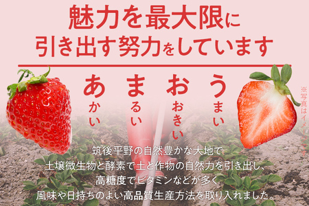 ふくおかエコ農作物認証あまおう M～Lサイズ 1箱セット あまおう イチゴ 苺 いちご フルーツ 果物 くだもの 福岡県産 お取り寄せグルメ お取り寄せ 福岡 お土産 九州 福岡土産 取り寄せ グルメ 福岡県