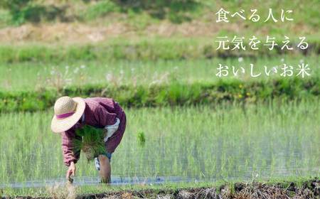 【2024年11月発送】 先行予約 福岡県産 米「 元気つくし 」 20kg NP006-[2]