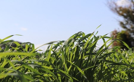 【無農薬栽培・うさぎ用ペットフード】特選オーツヘイ 70g×3袋 RB001-1