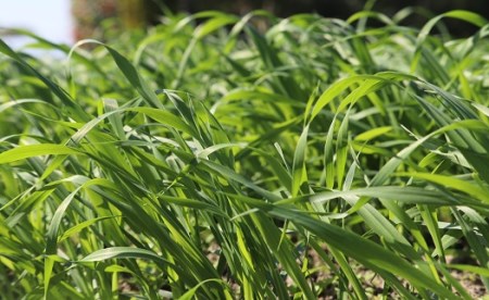 【無農薬栽培・うさぎ用ペットフード】特選オーツヘイ 70g×10袋 RB003-1