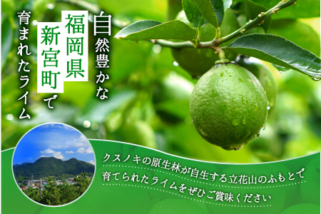 AA206.貴重な国産ライム.約5kg／2025年10月～12月発送予定