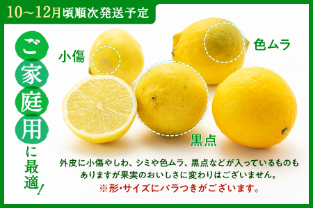 AA206.貴重な国産ライム.約5kg／2025年10月～12月発送予定