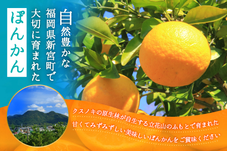 AA076.ぽんかん（5kg程度）／2024年12月～2025年1月配送予定 | 福岡県