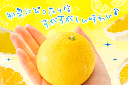 AA115.福岡柑橘王国．ニューサマーオレンジ約5キロ／2025年4月配送