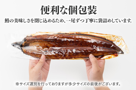 AG070.【国内産】【有頭】うなぎ蒲焼 (特大) 2尾 <計500g前後>『1~2ヶ月前後でお届け!!』