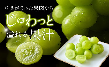 AC126.九州・福岡フルーツ王国より直送.シャインマスカット約1kg/2026年9月配送