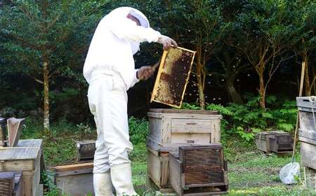 プラン（B）久山の森の恵み （森の蜜 350g×1本＆蜜蝋ワックス 約40g）【2026年1月下旬迄順次発送予定】 国産 天然 久山養蜂場 自然 お取り寄せ 福岡県 久山町