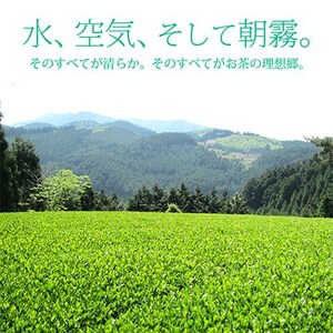 【毎月定期便】奥八女星野村 深蒸し高級煎茶(深蒸し茶)100g×2袋(水巻町)全6回【4011475】