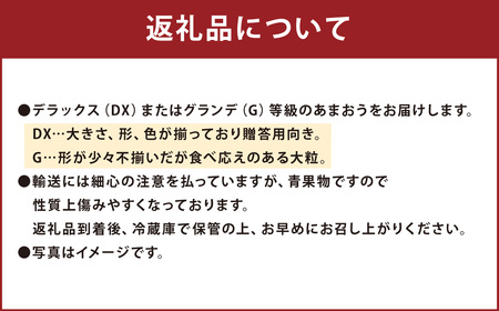 福岡県産あまおう2パック＆練乳 あまおう いちご イチゴ 苺 果物 くだもの フルーツ 練乳 コンデンスミルク セット 【2024年11月下旬～2025年3月下旬発送予定】