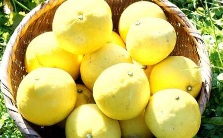 【中～大玉】自然栽培 土佐文旦 約5kg くだもの 果物 フルーツ 柑橘 岡垣町 【2026年3月上旬～4月下旬順次発送予定】